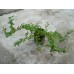 Котонеастер ( Cotoneaster dammeri )